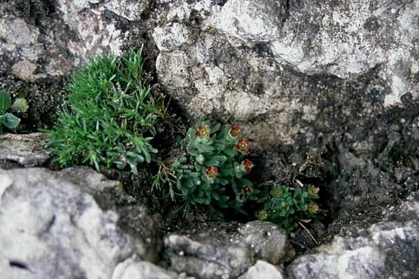 Saxifraga facchinii / Sassifraga di Facchini